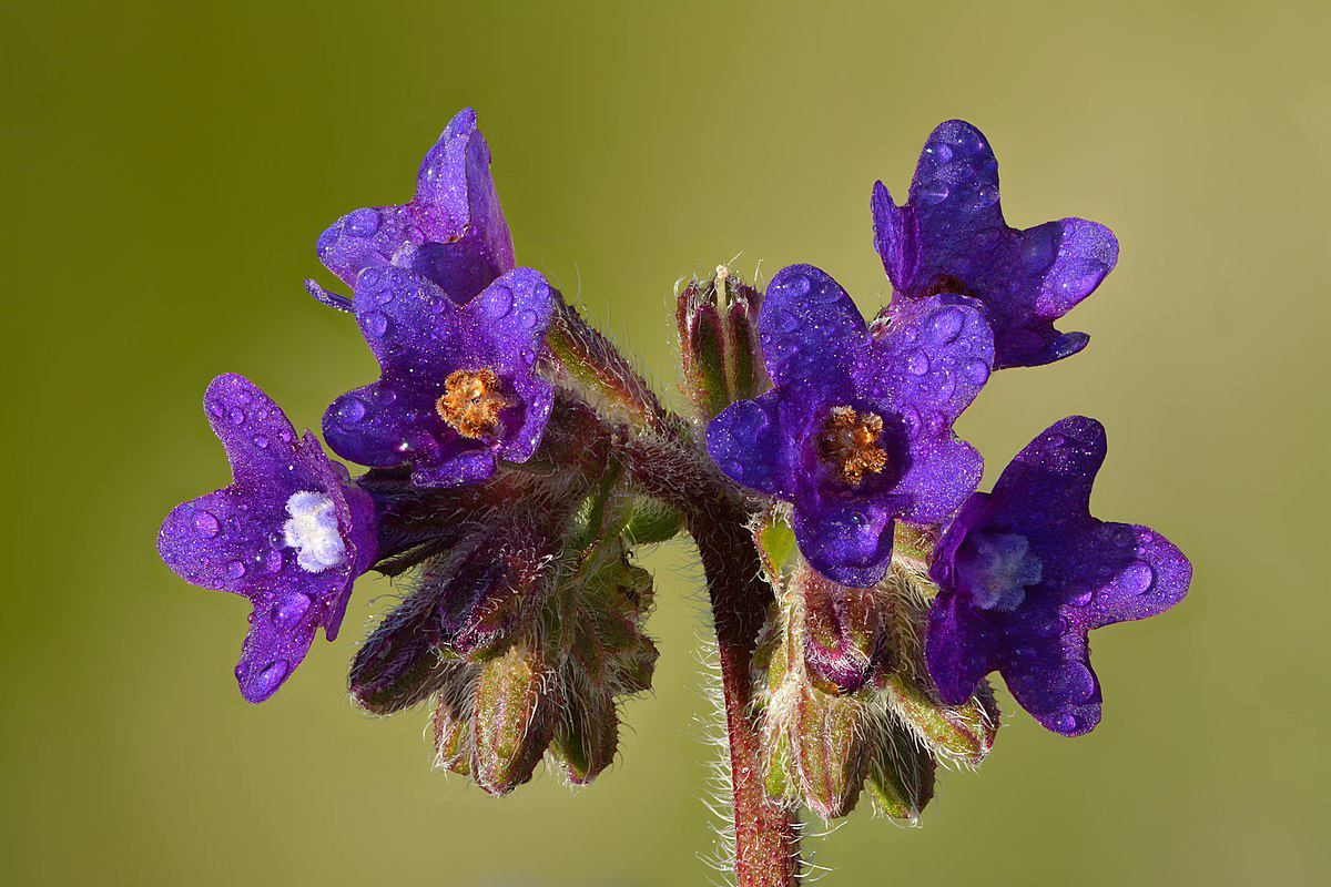 Anchusa officinalis