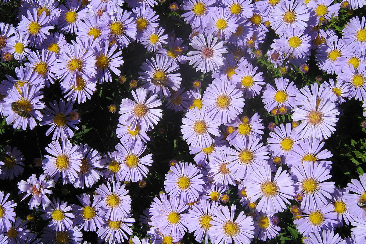 Aster