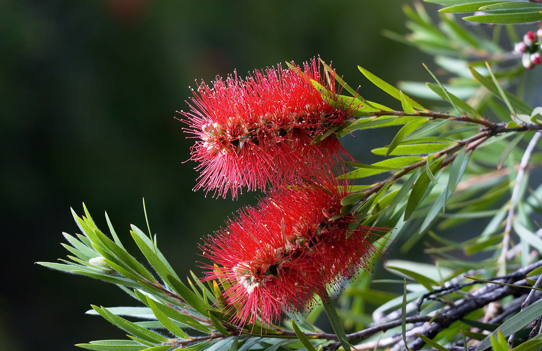 Callistemon citrinus
