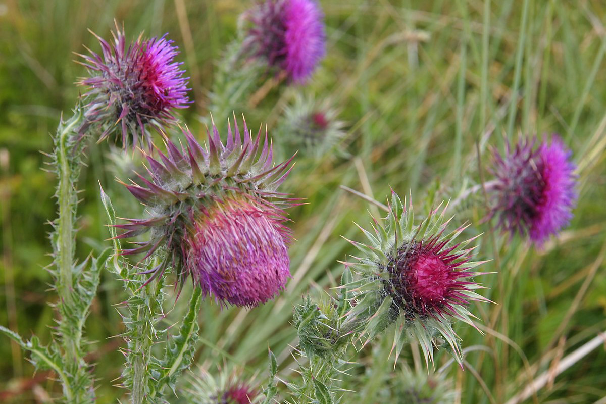 Carduus nutans