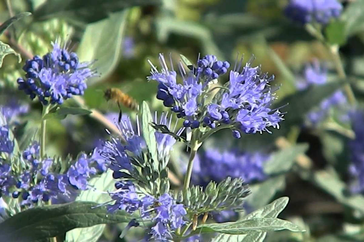 Caryopteris clandonensis