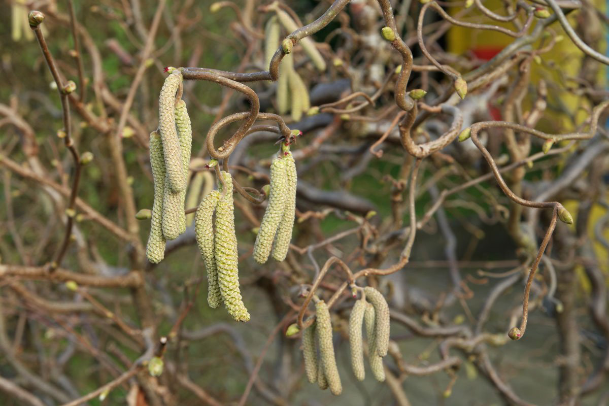 Corylus avellana