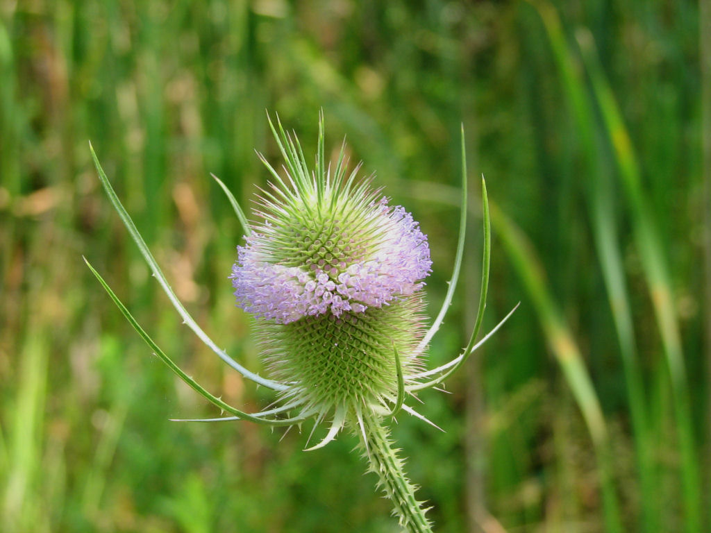 Dipsacus fullonum