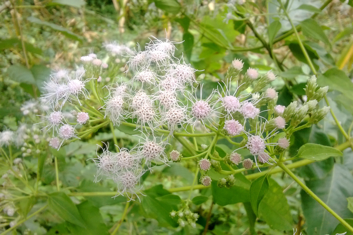 Eupatorium odoratum