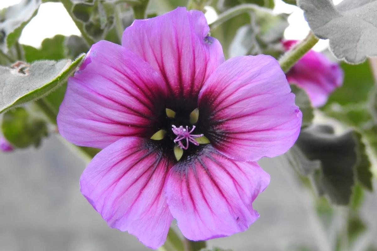Lavatera arborea