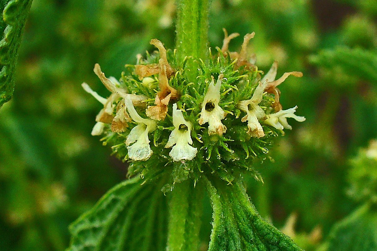 Marrubium vulgare