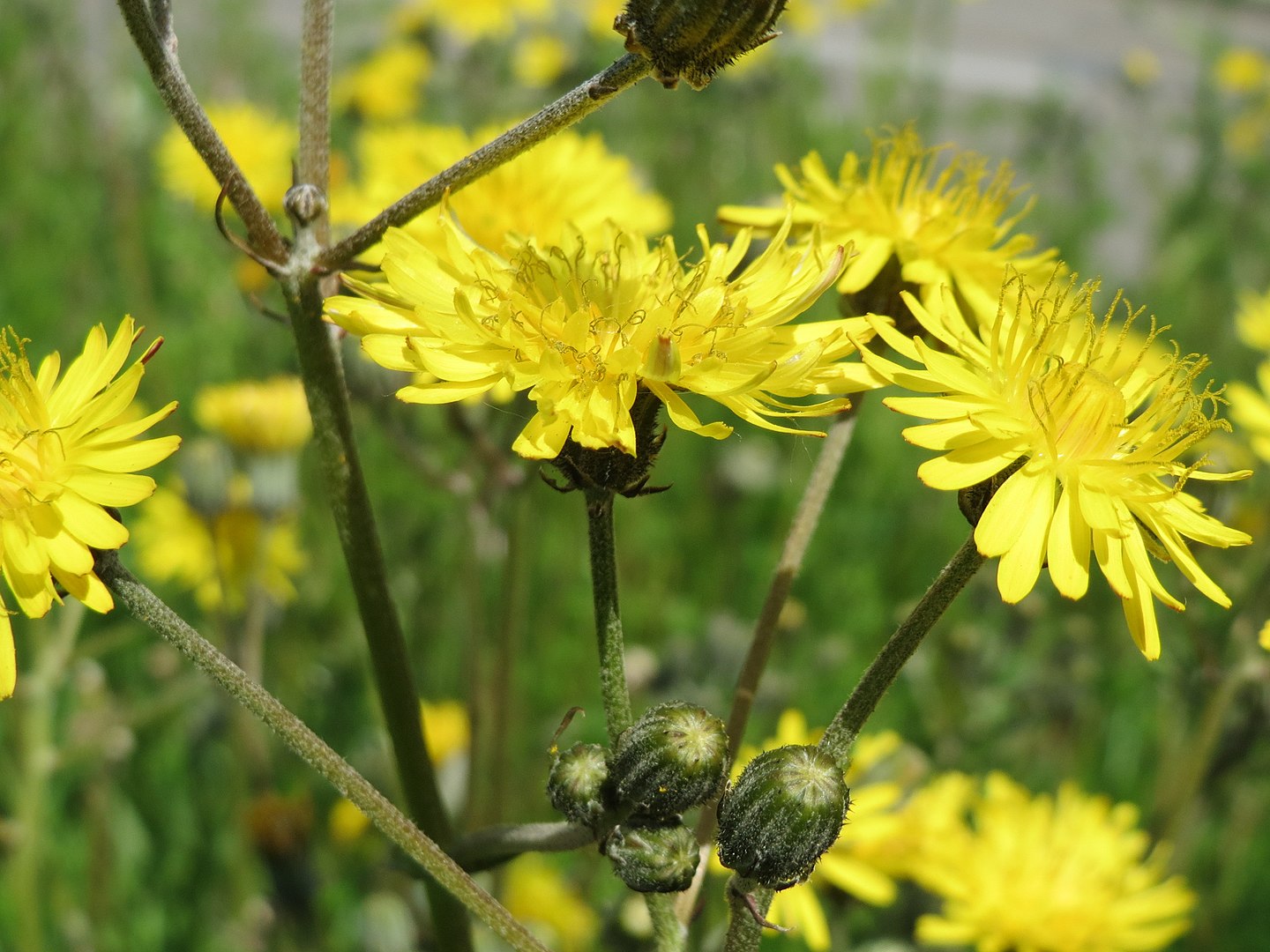 Picris hieracioides