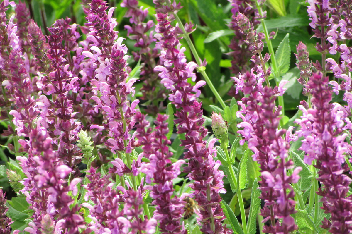 Salvia nemorosa