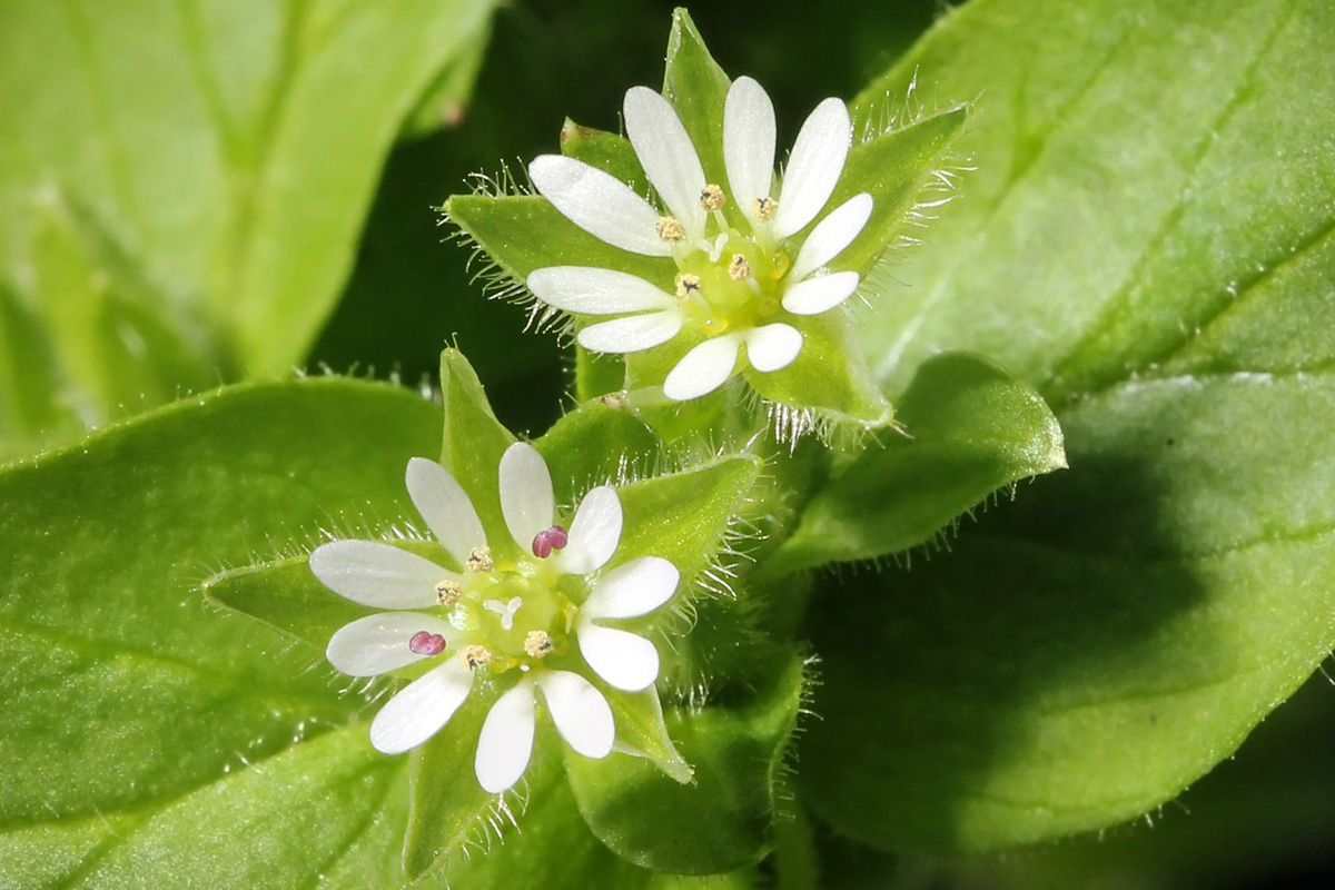 Stellaria media