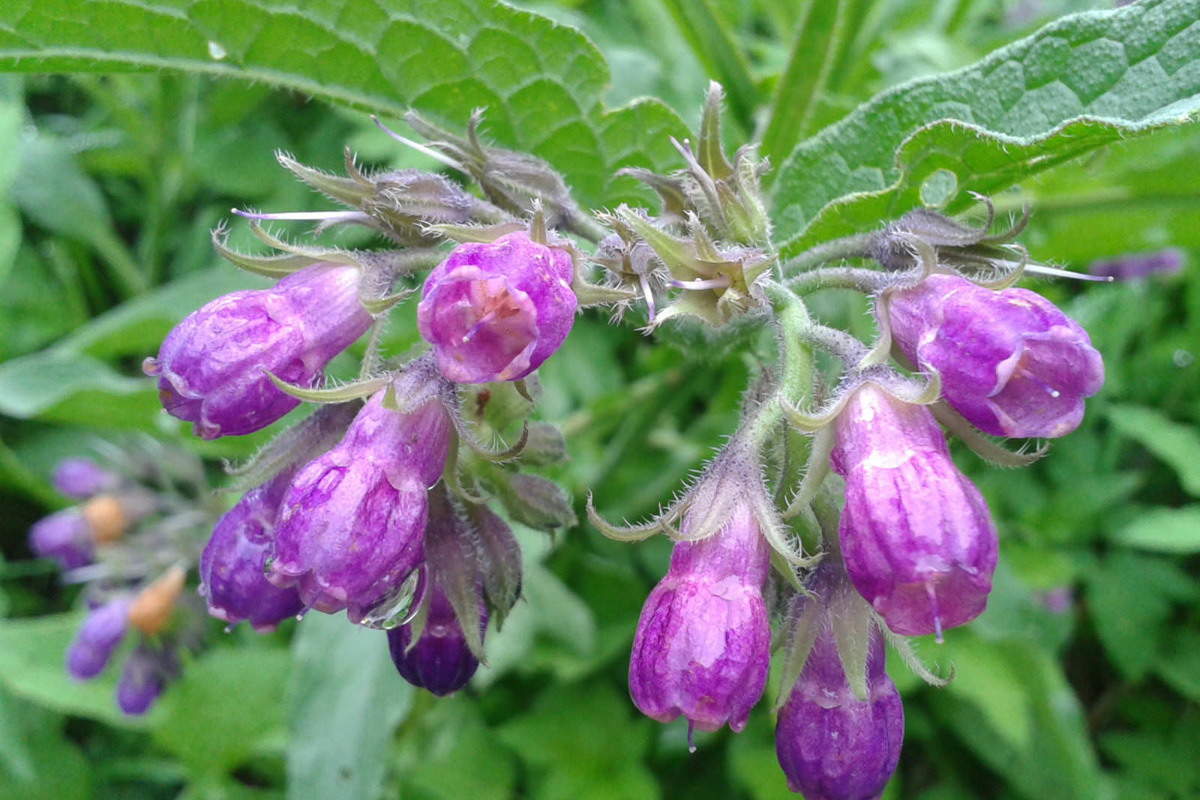 Symphytum officinale