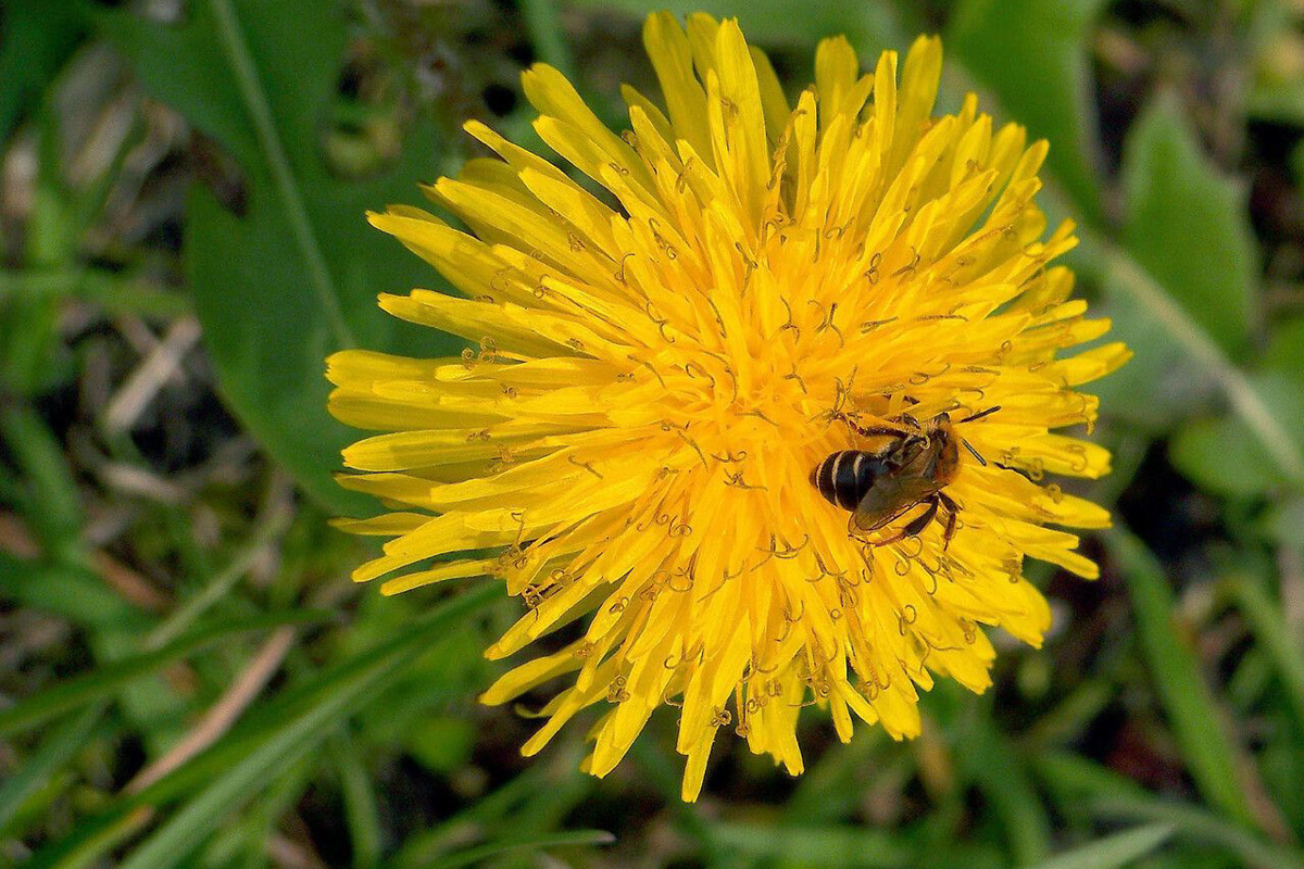 Taraxacum officinale