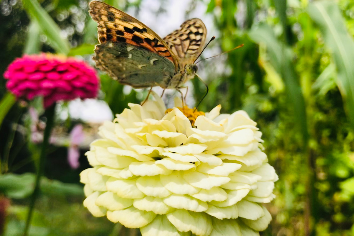 Zinnia elegans