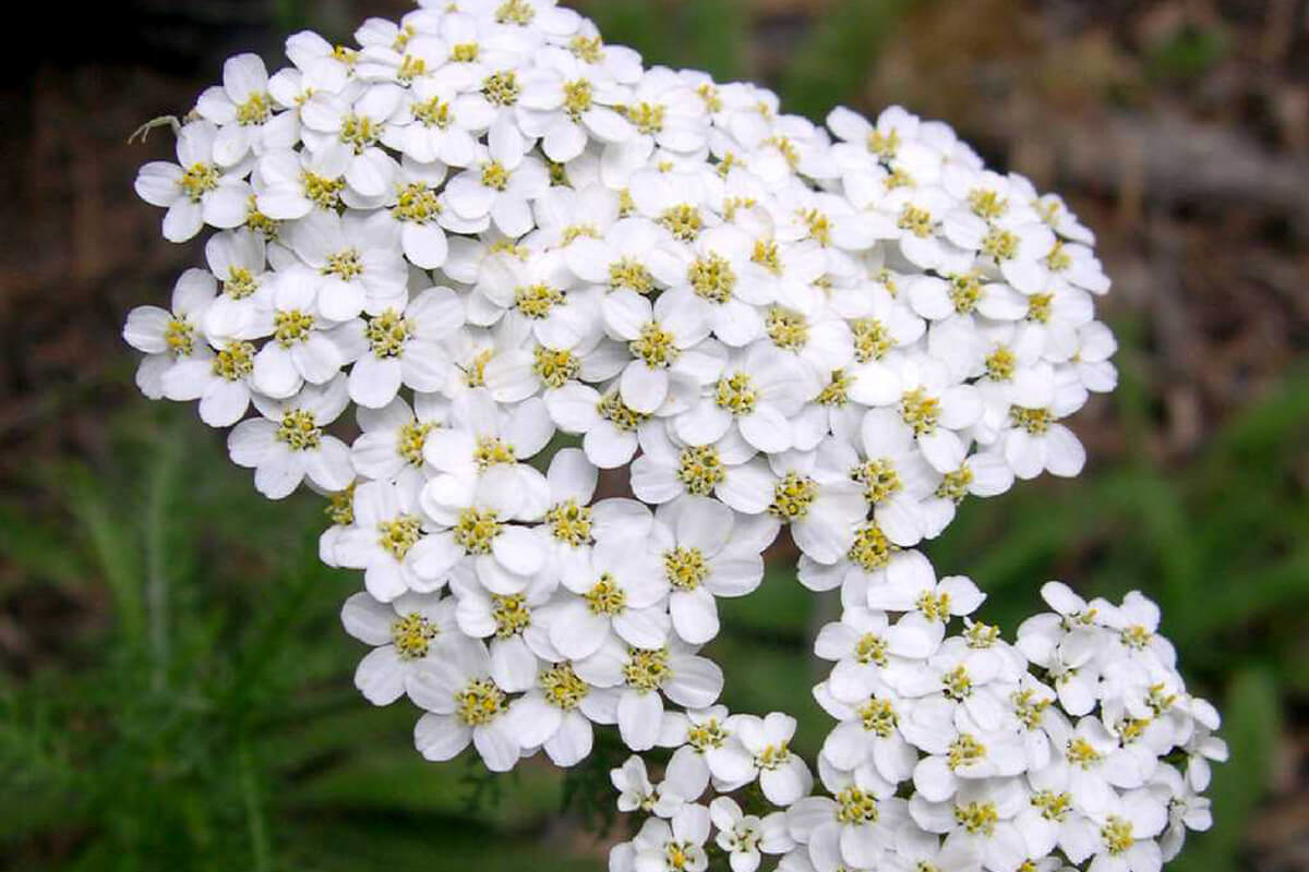 Achillea millefolium