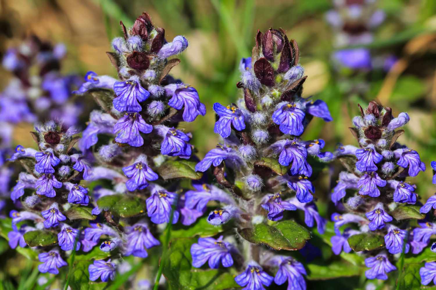 Ajuga reptans