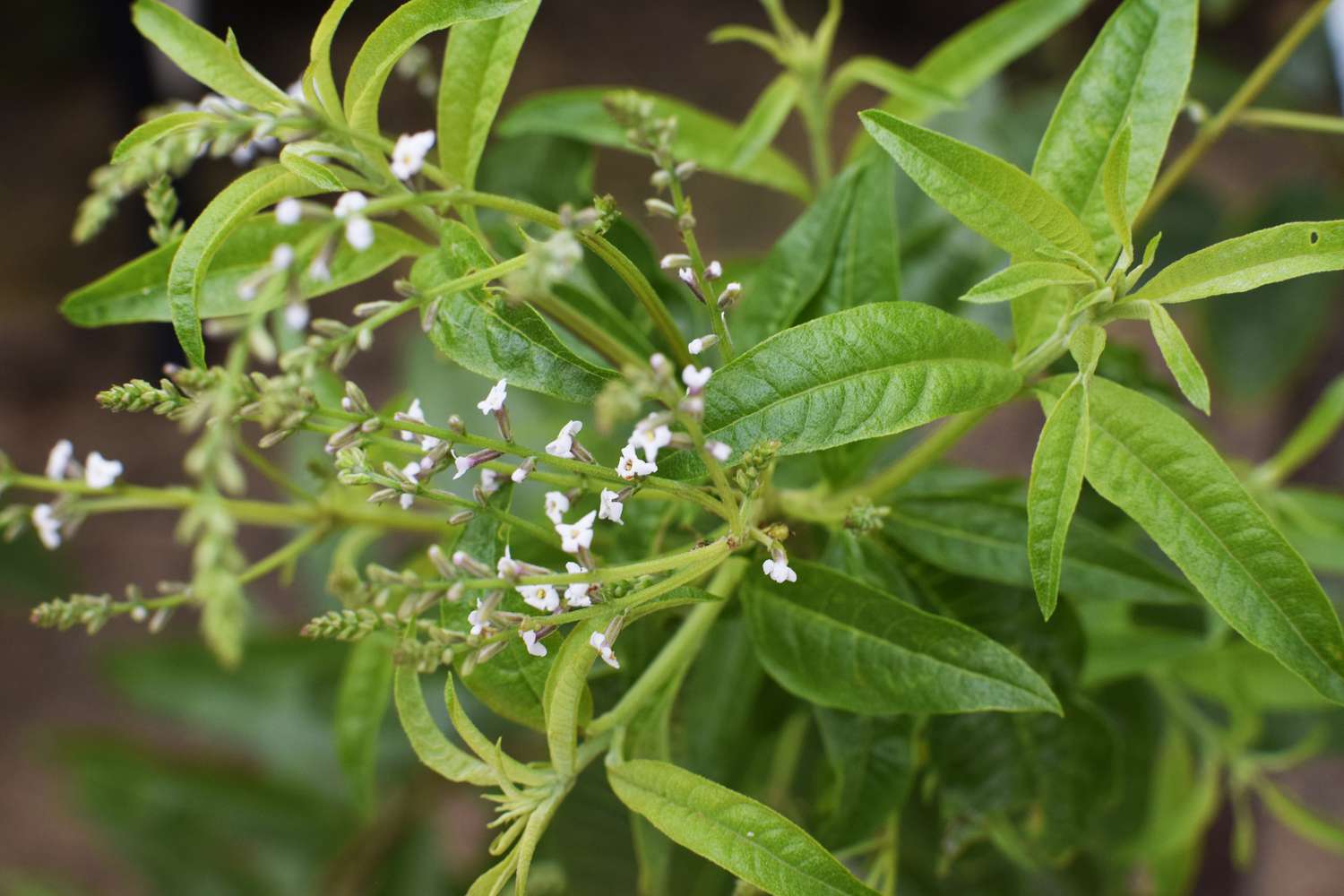 Aloysia citrodora
