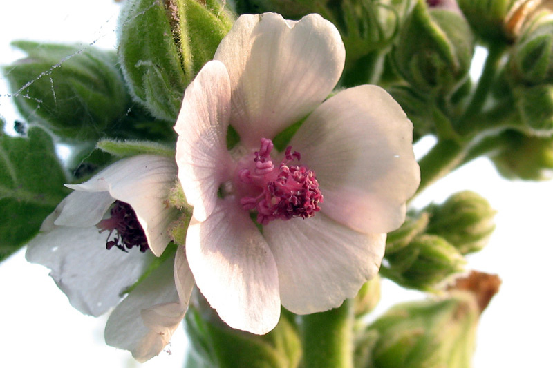Althaea officinalis