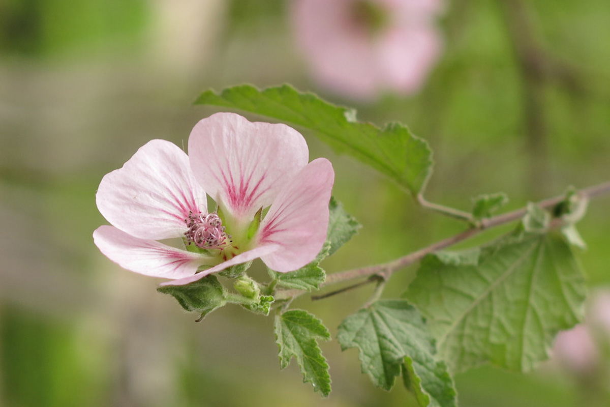 Anisodontea malvastroides