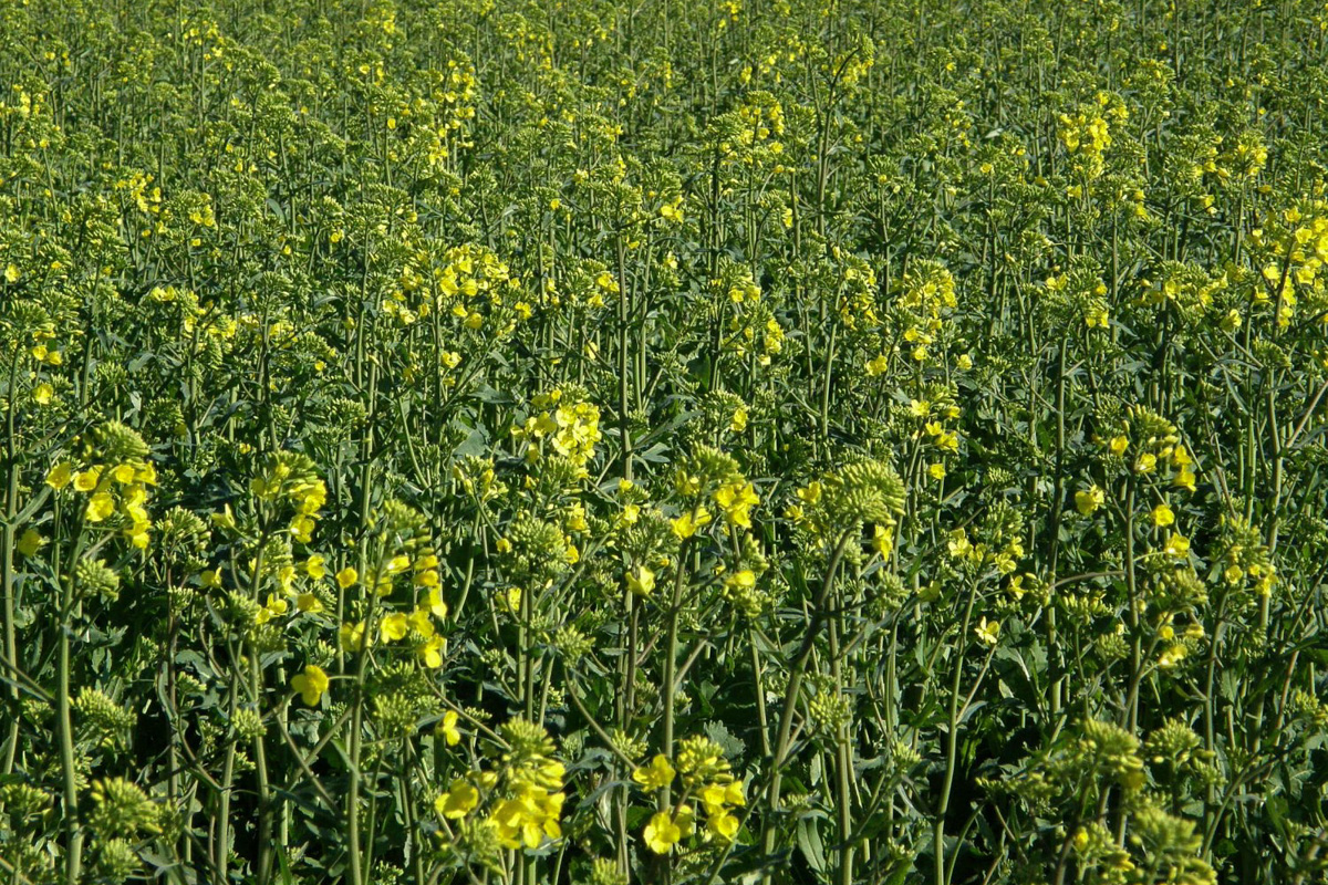 Brassica rapa