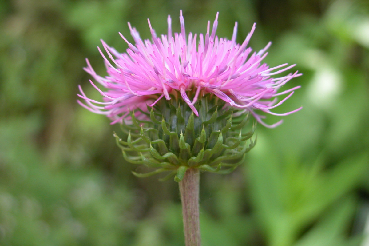 Carduus defloratus