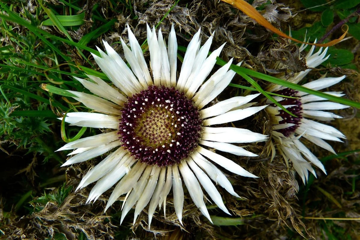 Carlina acaulis