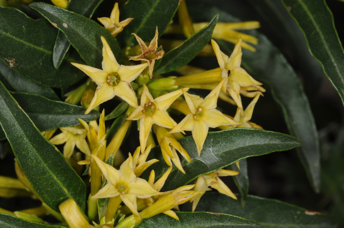 Cestrum parqui