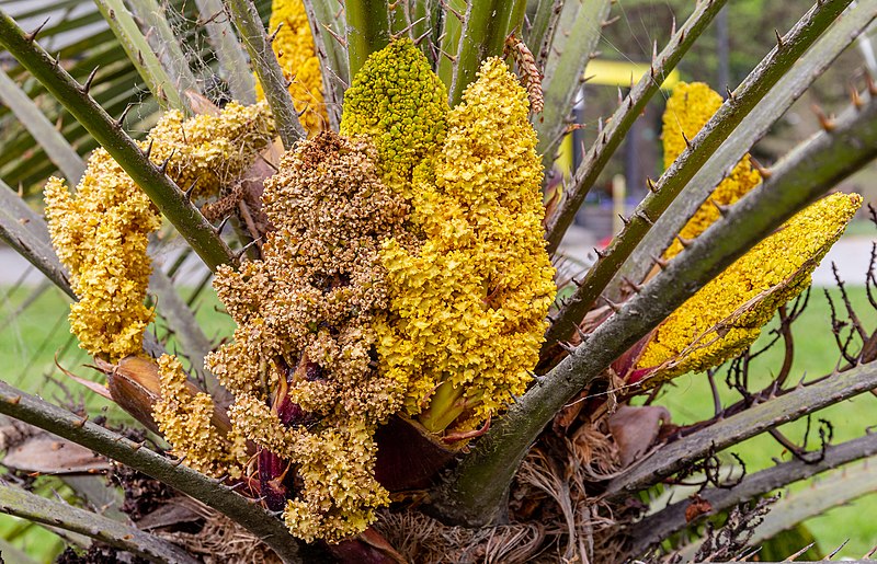 Chamaerops humilis
