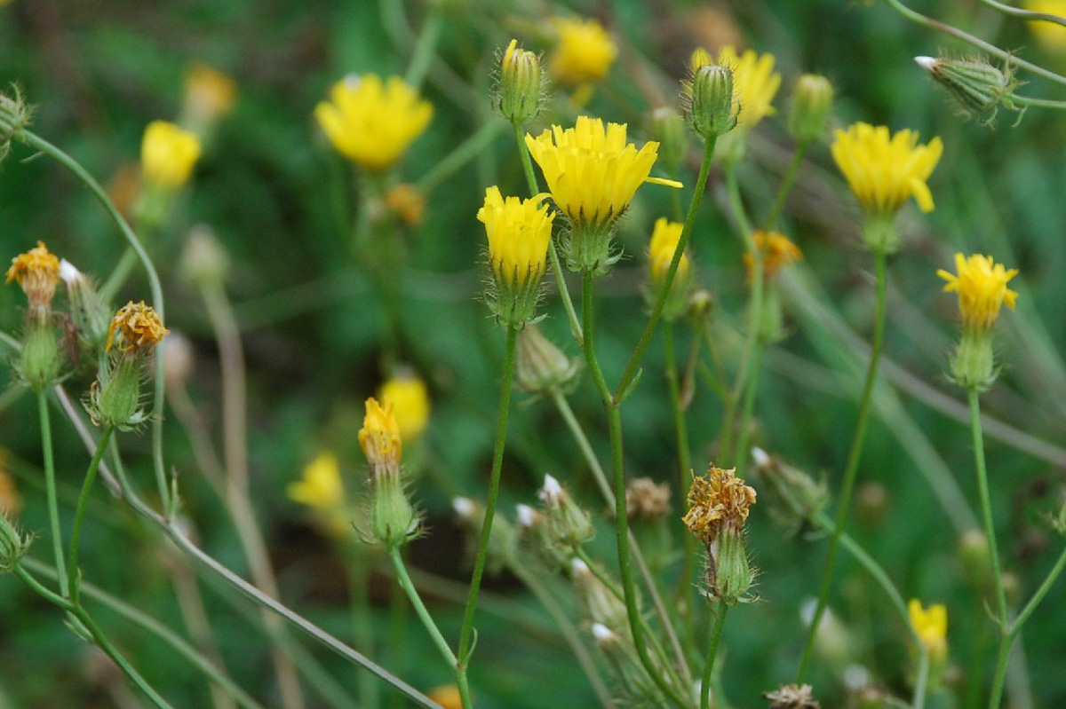 Crepis Setosa