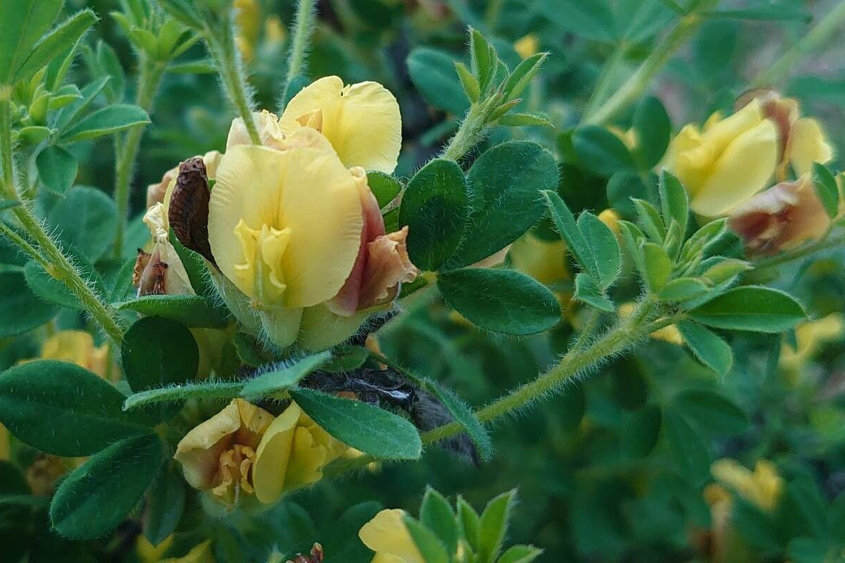 Cytisus hirsutus