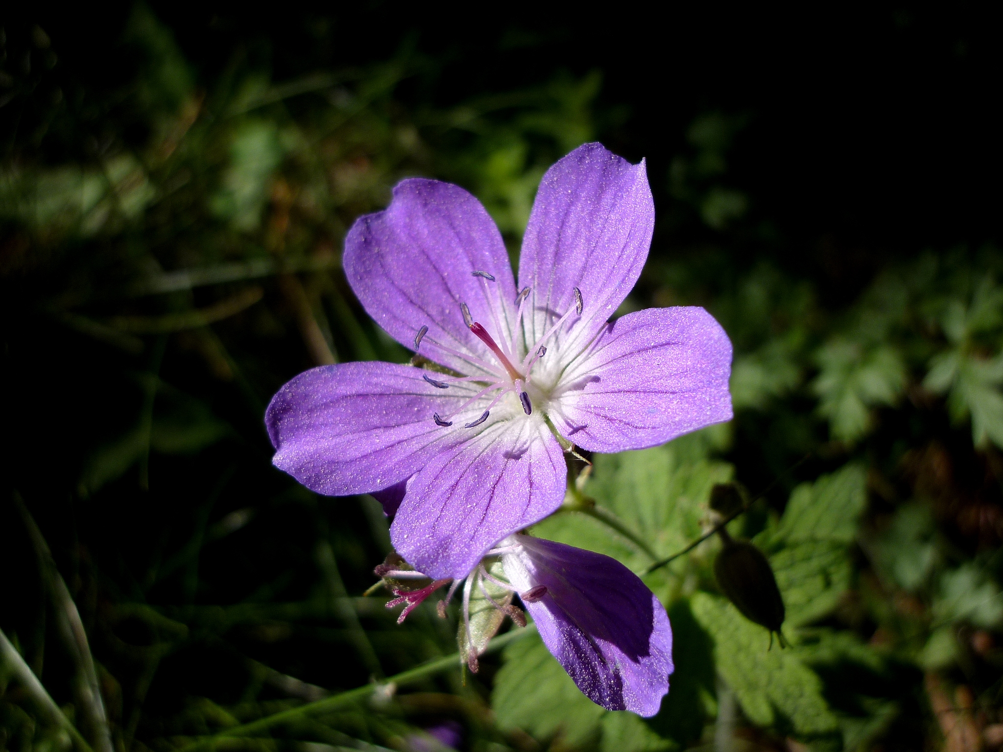 Geranium sylvaticum