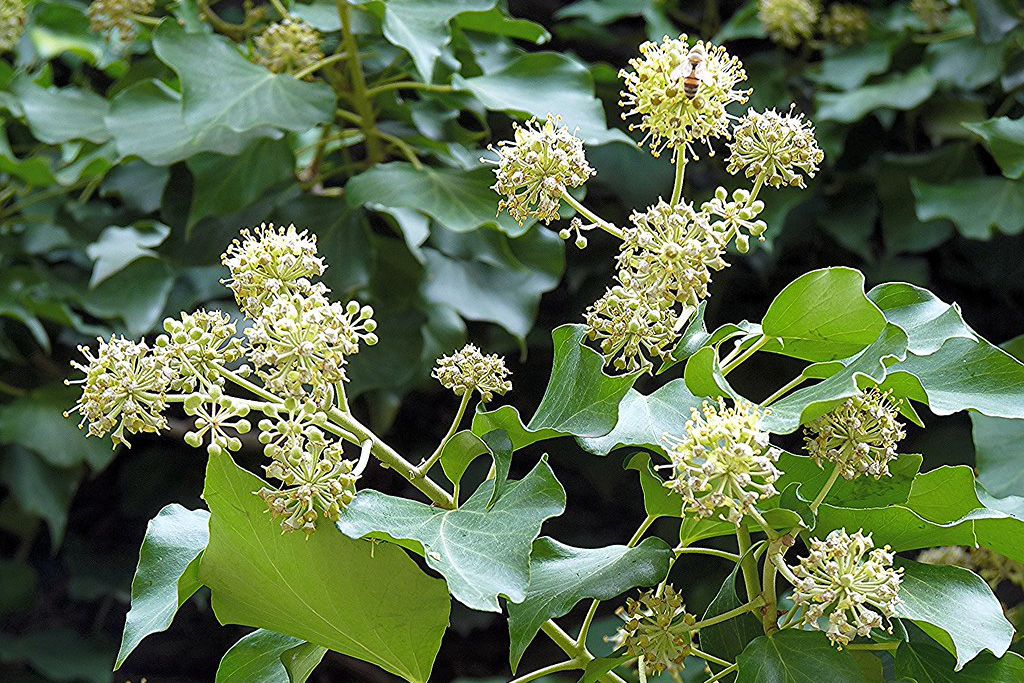 Hedera helix
