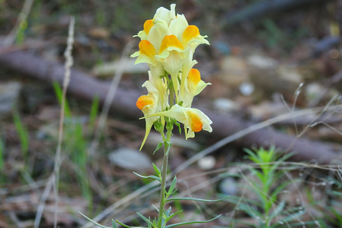 Linaria vulgaris
