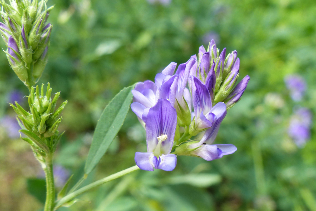 Medicago sativa