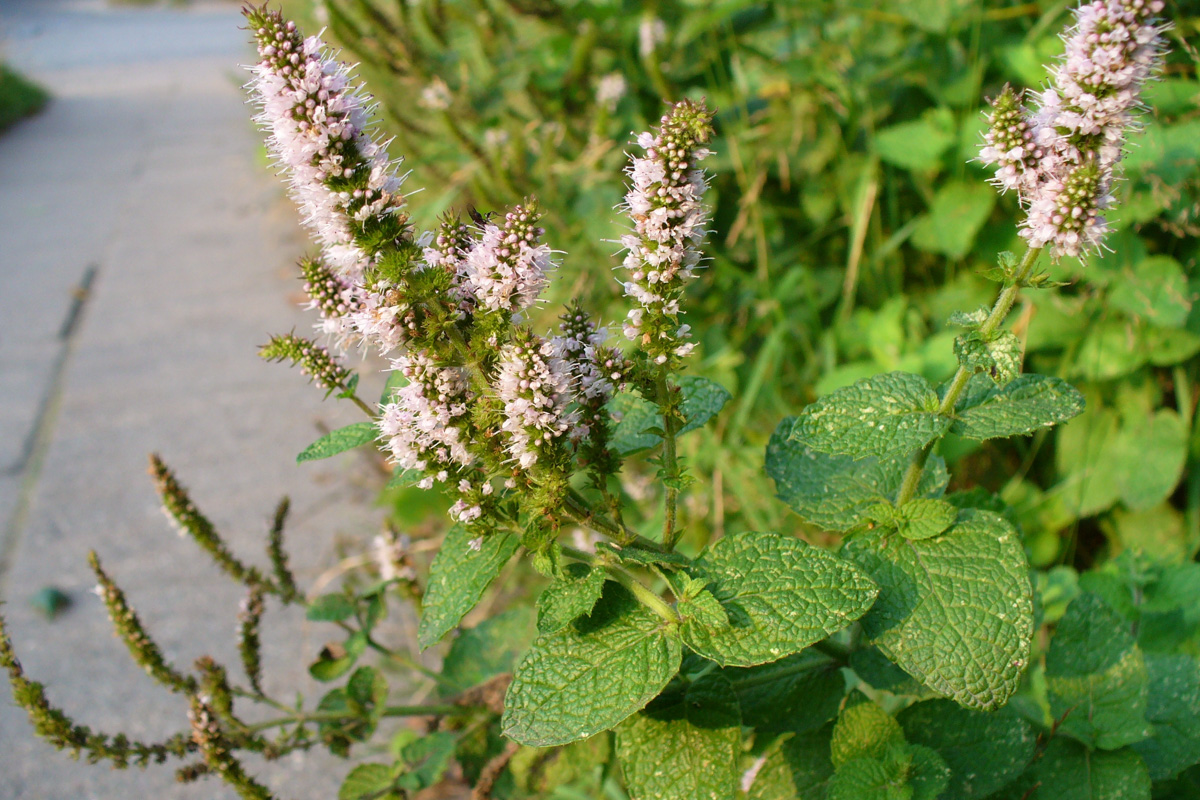 Mentha suaveolens