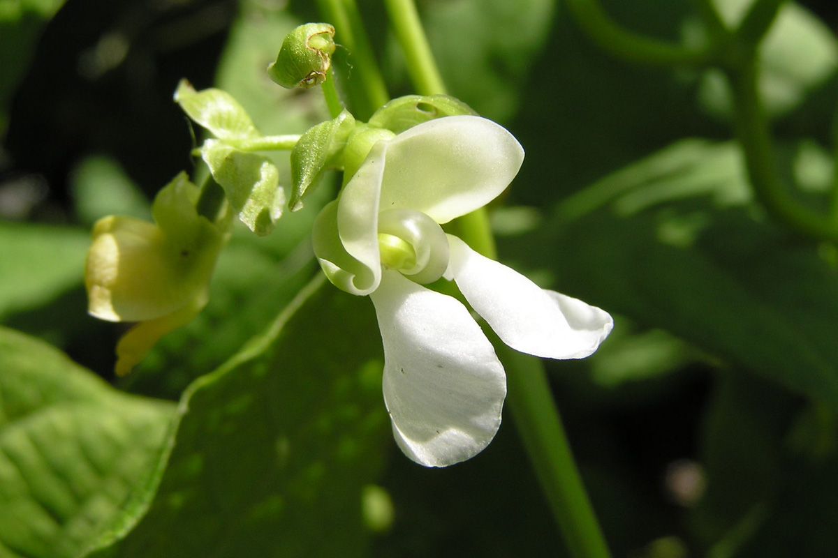 Phaseolus vulgaris