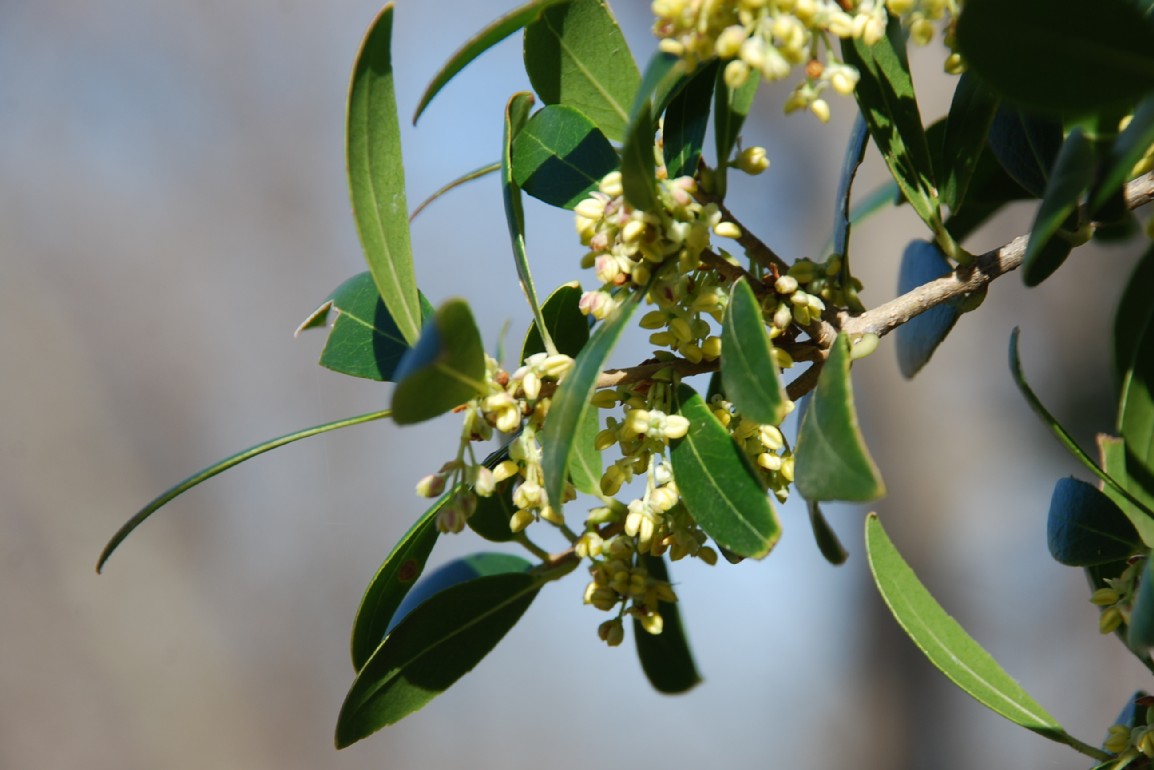 Phillyrea latifolia