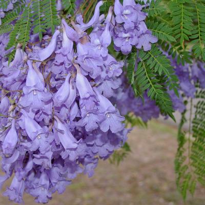 Jacaranda Mimosifolia