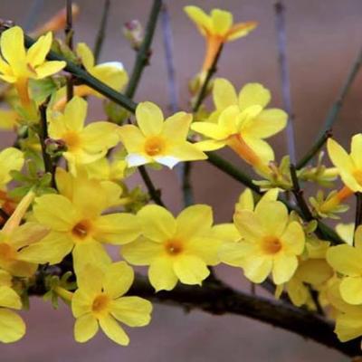 Jasminum nudiflorum