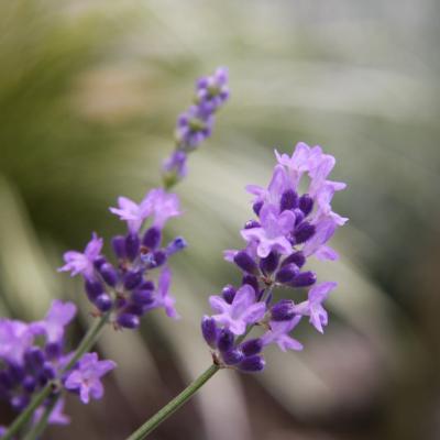 Lavandula angustifolia