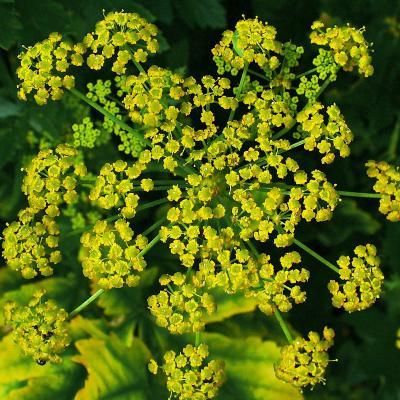 Pastinaca sativa