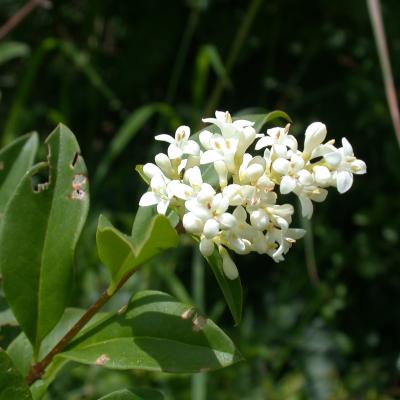 Ligustrum Vulgare