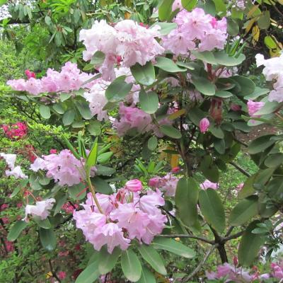 Rhododendron liliiflorum
