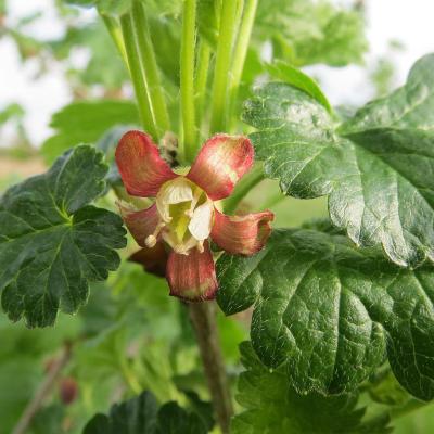 Ribes uva-crispa