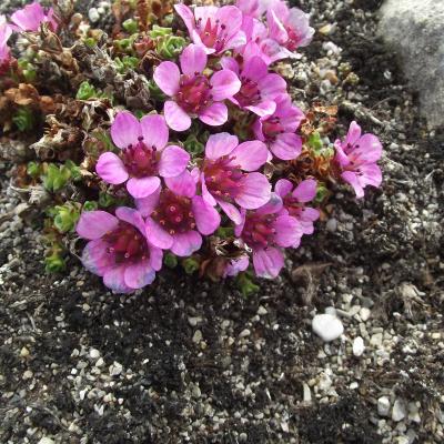Saxifraga oppositifolia