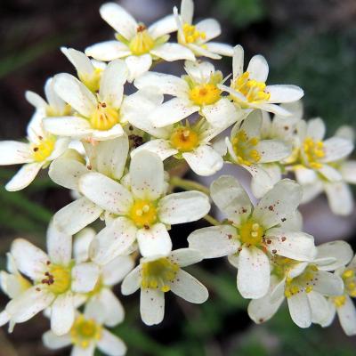 Saxifraga paniculata