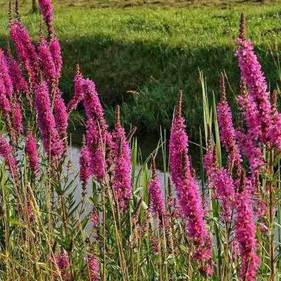 Lythrum salicaria
