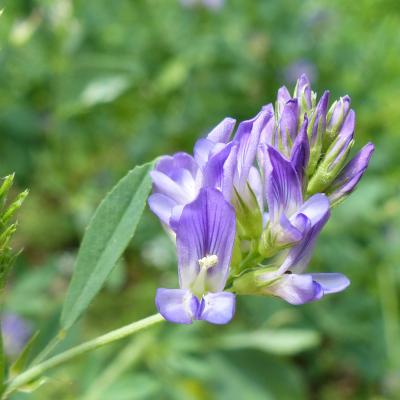Medicago sativa