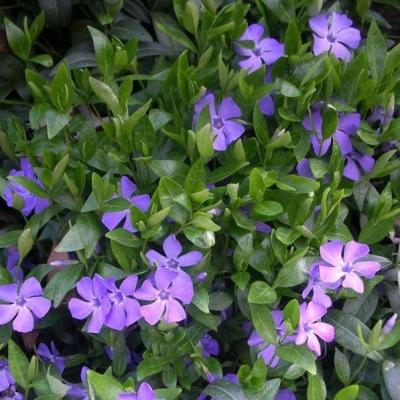 Vinca minor