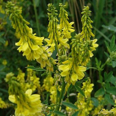 Melilotus officinalis
