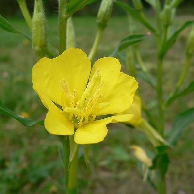 Oenothera biennis