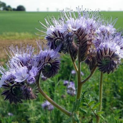 Phacelia tanacetifolia
